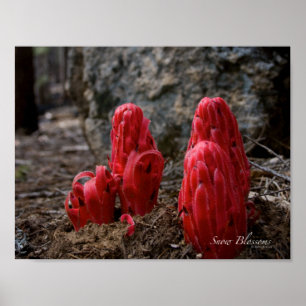 Schneeblocken Poster
