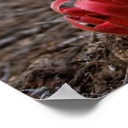 Schneeblocken Poster (Ecke)