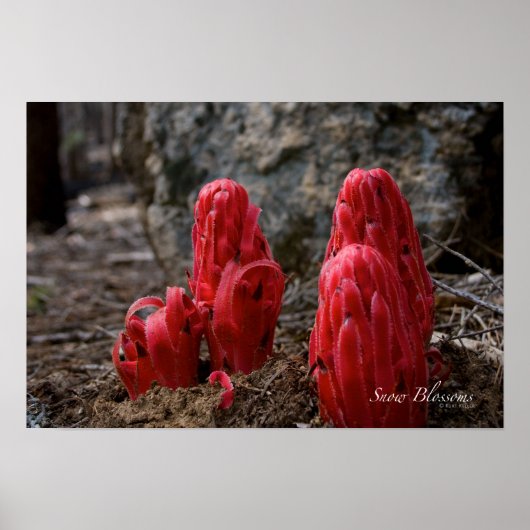 Schneeblocken Poster (Vorne)