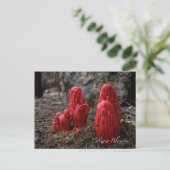 Schneeblocken Postkarte (Stehend Vorderseite)