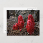 Schneeblocken Postkarte (Vorne/Hinten)