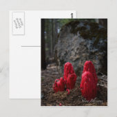 Schneeblocken Postkarte (Vorne/Hinten)