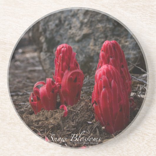 Schneeblocken Untersetzer (Vorne)