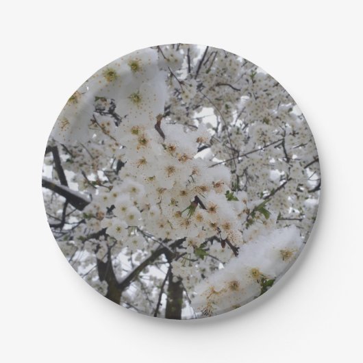 Schneeblüten-Papierteller Pappteller (Vorderseite)