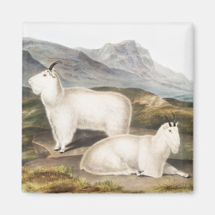 Schneebock (Capra Americana) Illustration Magnet