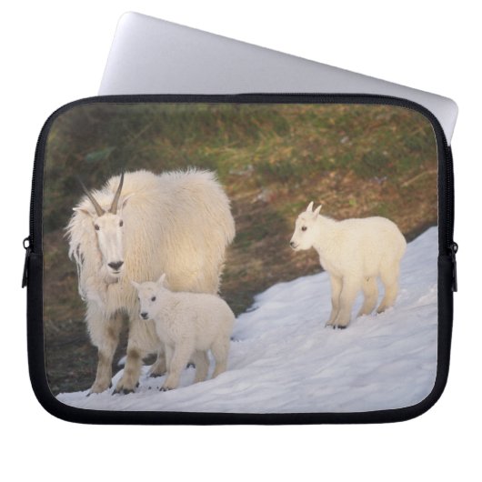 Schneeböcke Laptopschutzhülle (Vorderseite)