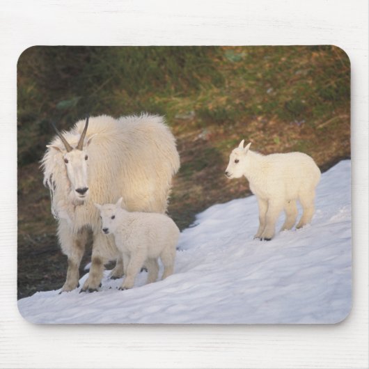 Schneeböcke Mousepad (Vorne)