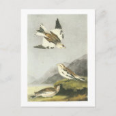 Schneebräunung durch Audubon Postkarte (Vorderseite)