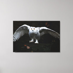 Schneebuhl mit offenen Flügeln 36x24 (90x60cm) wa Leinwanddruck