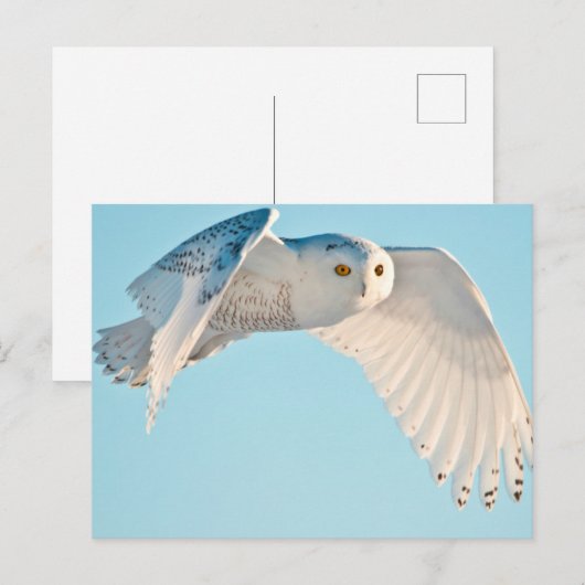 Schneedecke Postkarte (Vorne/Hinten)