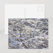Schneeeiszweige im Winter Postkarte (Vorne/Hinten)