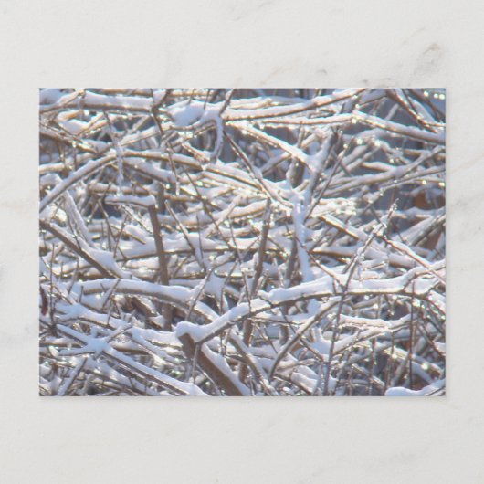 Schneeeiszweige im Winter Postkarte (Vorderseite)