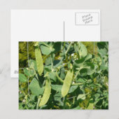 Schneeerbsen im Gemüsegarten Postkarte (Vorne/Hinten)