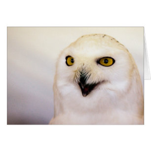 Schneeeule