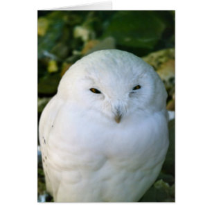 Schneeeule
