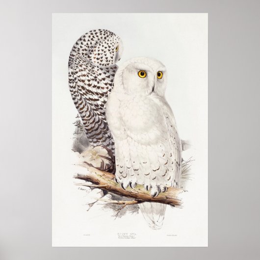 Schneeeule (1832–1837) poster (Vorne)