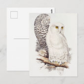 Schneeeule (1832–1837) postkarte (Vorne/Hinten)