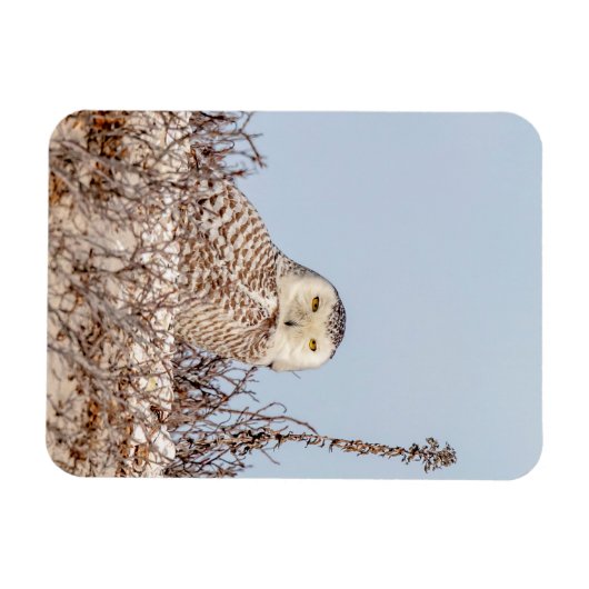 Schneeeule am Strand Magnet (Horizontal)