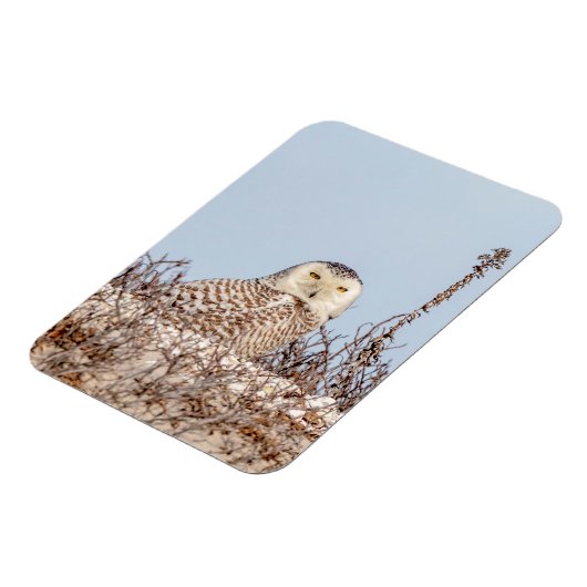 Schneeeule am Strand Magnet (Linke Seite)