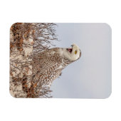 Schneeeule am Strand Magnet (Horizontal)