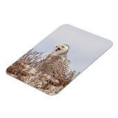 Schneeeule am Strand Magnet (Linke Seite)