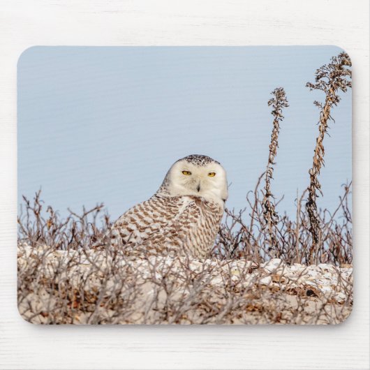 Schneeeule am Strand Mousepad (Vorne)