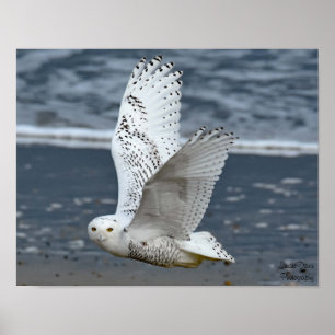 Schneeeule am Strand Poster