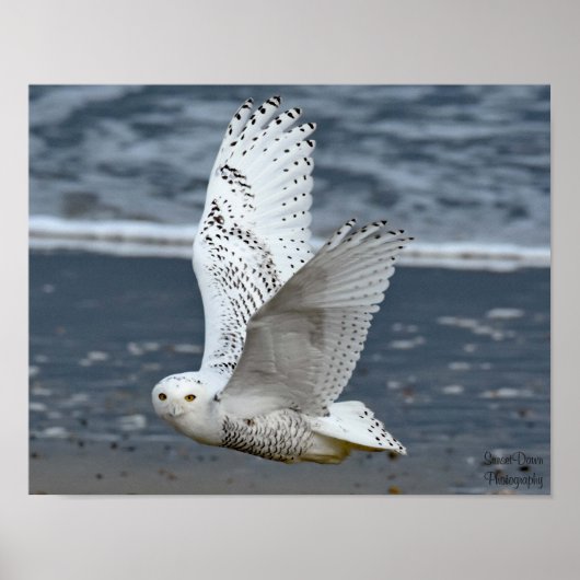 Schneeeule am Strand Poster (Vorne)