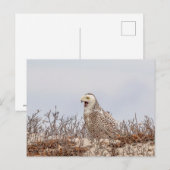 Schneeeule am Strand Postkarte (Vorne/Hinten)