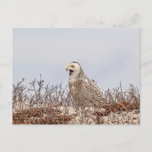 Schneeeule am Strand Postkarte (Vorderseite)