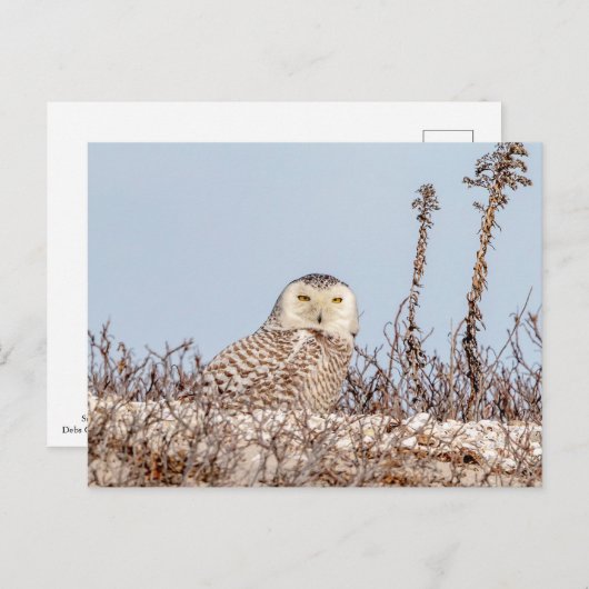 Schneeeule am Strand Postkarte (Vorne/Hinten)