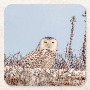 Schneeeule am Strand Rechteckiger Pappuntersetzer