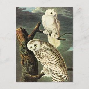 Schneeeule - Audubon Feine Vintage-Vögel Amerika Postkarte