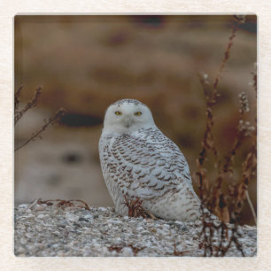 Schneeeule auf einem Felsen Glasuntersetzer