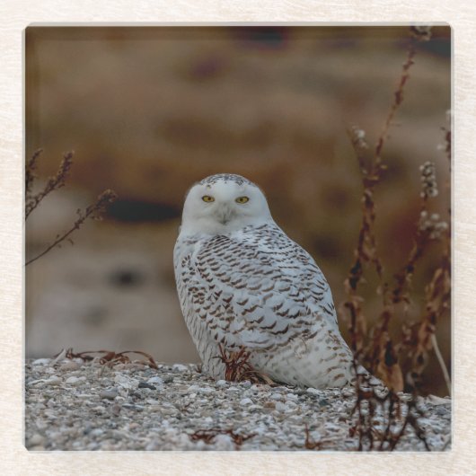 Schneeeule auf einem Felsen Glasuntersetzer (Vorderseite)