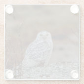 Schneeeule auf einem Felsen Glasuntersetzer (Rückseite)