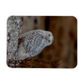 Schneeeule auf einem Felsen Magnet (Horizontal)
