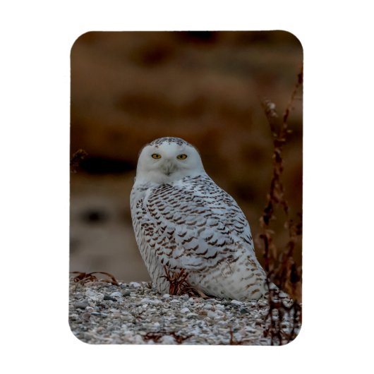 Schneeeule auf einem Felsen Magnet (Vertikal)