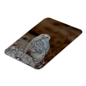 Schneeeule auf einem Felsen Magnet (Linke Seite)