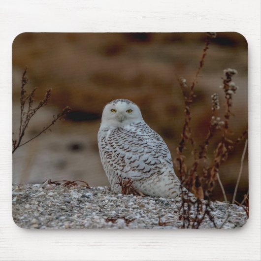 Schneeeule auf einem Felsen Mousepad (Vorne)