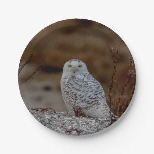 Schneeeule auf einem Felsen Pappteller