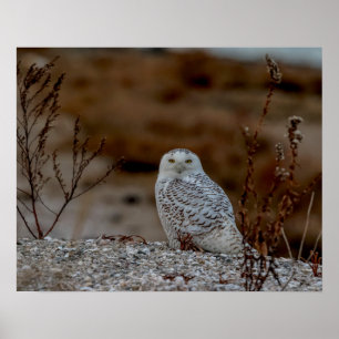 Schneeeule auf einem Felsen Poster