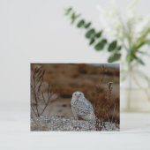 Schneeeule auf einem Felsen Postkarte (Stehend Vorderseite)