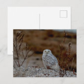 Schneeeule auf einem Felsen Postkarte (Vorne/Hinten)