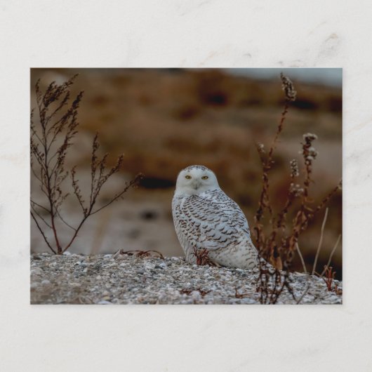 Schneeeule auf einem Felsen Postkarte (Vorderseite)