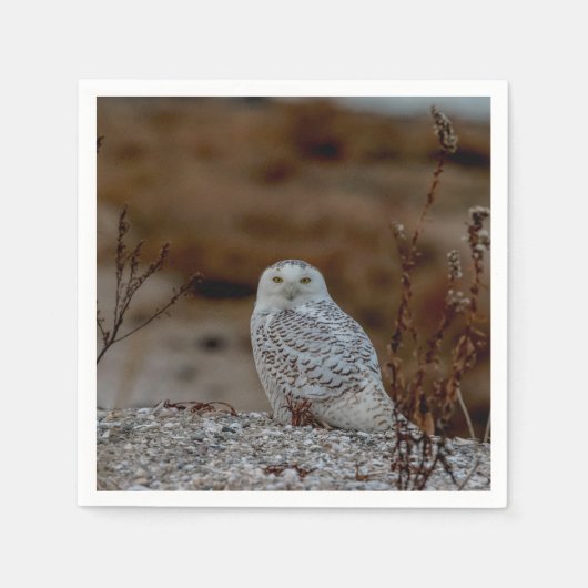 Schneeeule auf einem Felsen Serviette (Vorderseite)