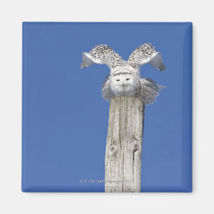 Schneeeule auf einem Pol, Vorbereitung auf die Auf Magnet