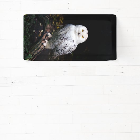 Schneeeule Banner (InSitu)