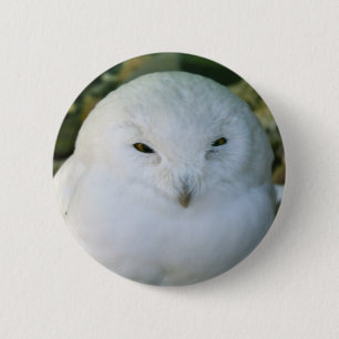 Schneeeule Button