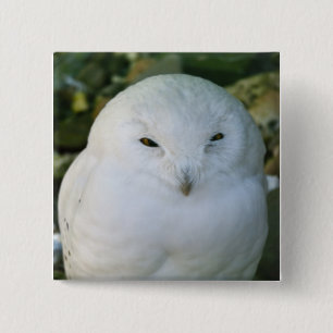 Schneeeule Button